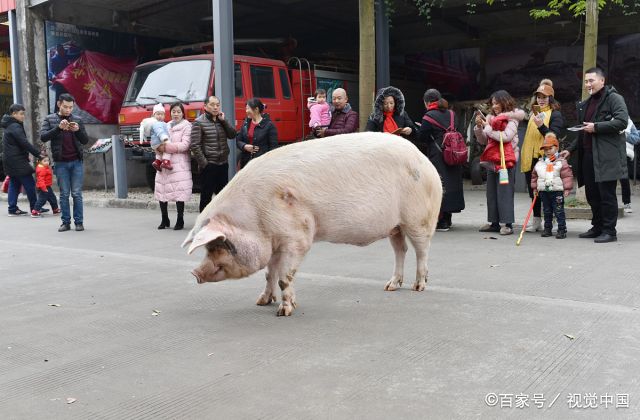 河南猪坚强11天图片